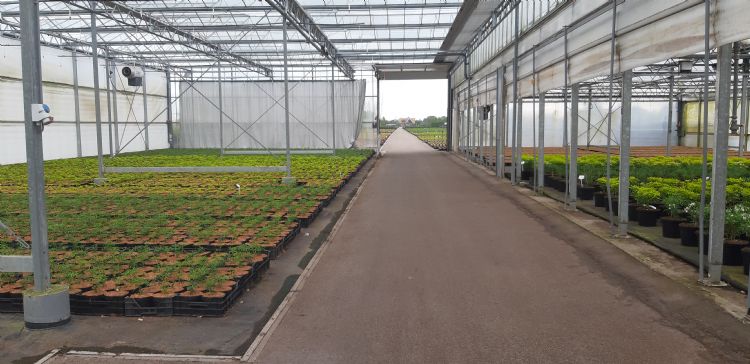 De nieuwe teelt voor dit seizoen in de kas De nieuwe teelt voor dit seizoen in de kas