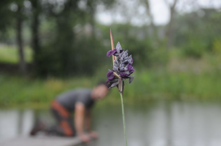 Bloemen van de Thalia dealbata Bloemen van de Thalia dealbata