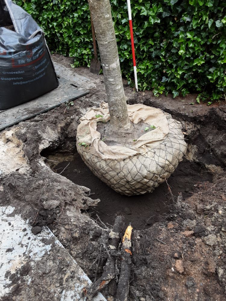 De landing in het plantgat De landing in het plantgat