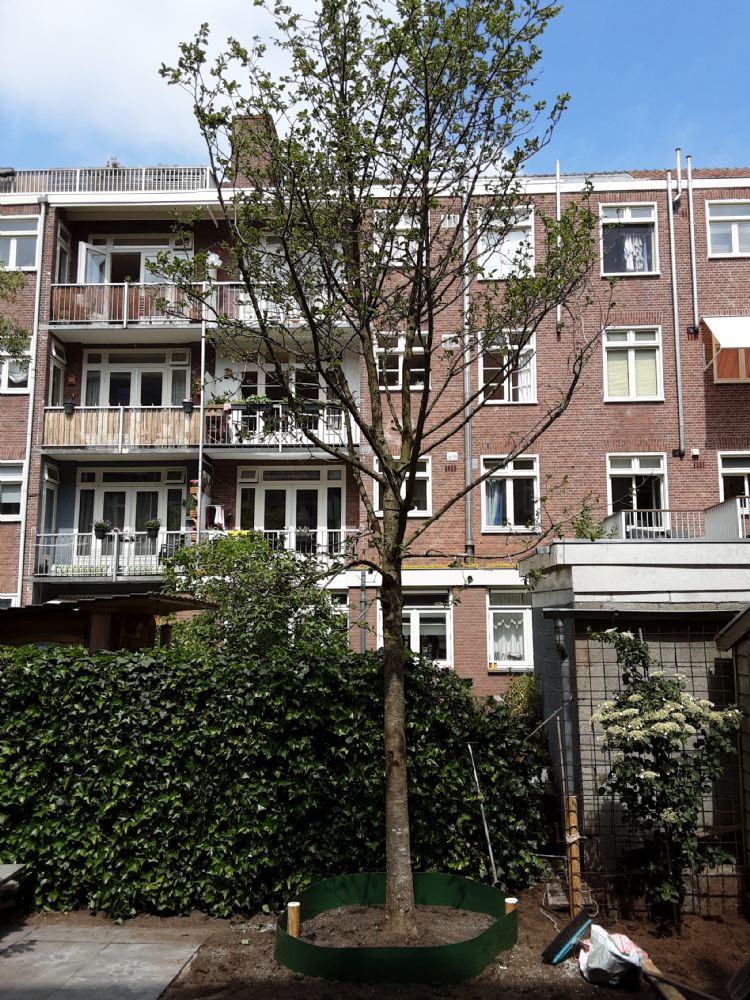 De <i>Magnolia kobus</i> op zijn nieuwe plek De <i>Magnolia kobus</i> op zijn nieuwe plek