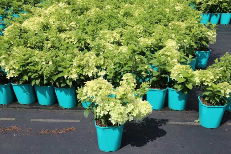 <i>H. paniculata</i> 'Petite® Star' wordt verkocht in vierkante potten. <i>H. paniculata</i> 'Petite® Star' wordt verkocht in vierkante potten.