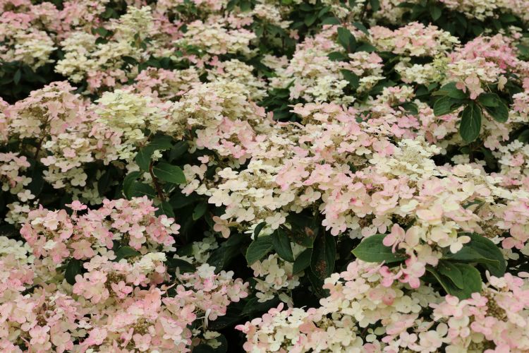 <i>H. paniculata</i> 'Switch® Ophelia' <i>H. paniculata</i> 'Switch® Ophelia'