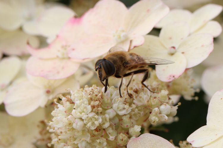 Pluimhortensia's trekken bestuivers aan. Pluimhortensia's trekken bestuivers aan.