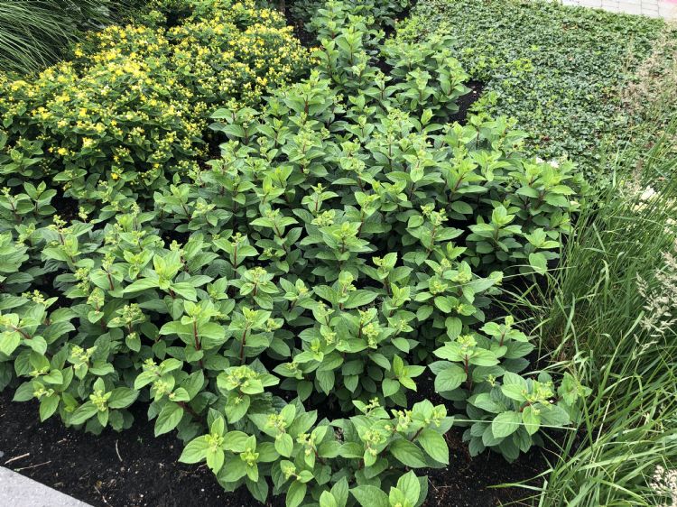 <i>Hydrangea paniculata</i> 'Petite® Lantern' <i>Hydrangea paniculata</i> 'Petite® Lantern'