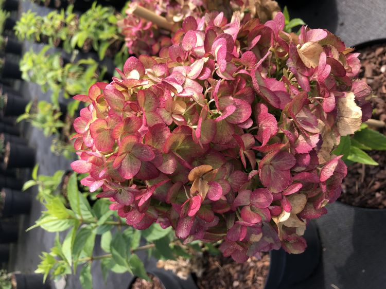 <i>Hydrangea paniculata</i> 'Petite® Cherry' <i>Hydrangea paniculata</i> 'Petite® Cherry'