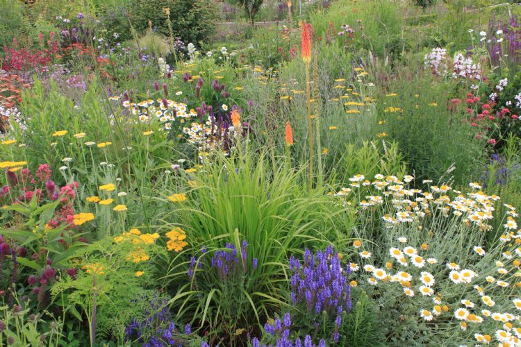 Er zijn 36 verschillende Prairie Garden-combinaties die ook in particuliere tuinen toegepast kunnen worden. Er komen steeds meer nieuwe voorbeelden bij. Er zijn 36 verschillende Prairie Garden-combinaties die ook in particuliere tuinen toegepast kunnen worden. Er komen steeds meer nieuwe voorbeelden bij.