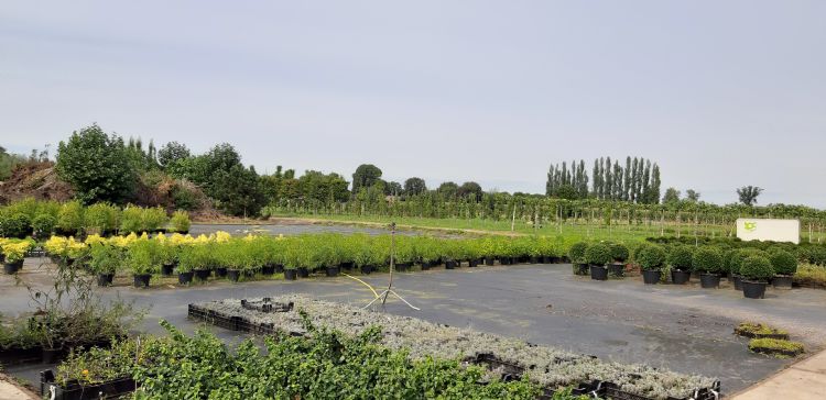 VeluwePlant is een van 's lands grootste cash & carry-bedrijven met een eigen kwekerij. Het bedrijf is tevens DCM-dealer VeluwePlant is een van 's lands grootste cash & carry-bedrijven met een eigen kwekerij. Het bedrijf is tevens DCM-dealer