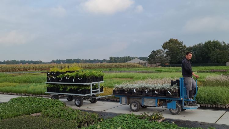 Kwekerij Het Eyssel gebruikt de elektrokar ook samen met volgwagens van Alblas. Kwekerij Het Eyssel gebruikt de elektrokar ook samen met volgwagens van Alblas.