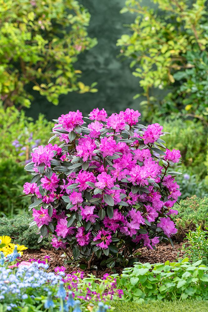 Rhododendron PJM Elite Star Rhododendron PJM Elite Star