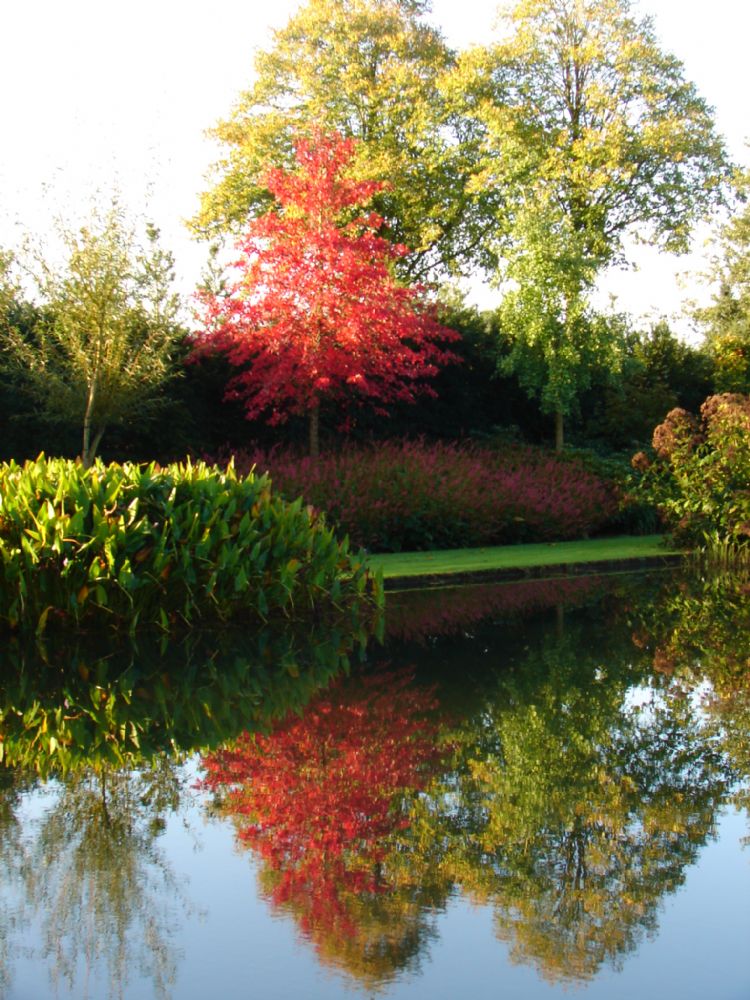 Nyssa sylvatica 'Autumn Burst' Nyssa sylvatica 'Autumn Burst'