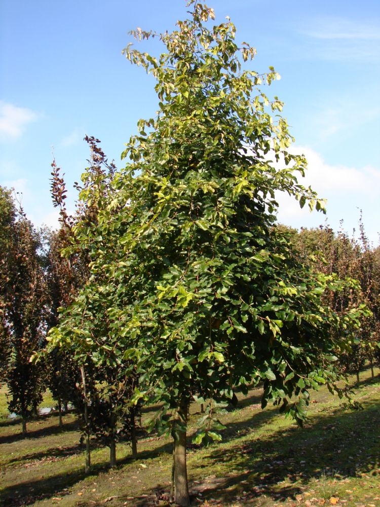Nyssa sylvatica 'Big Lady' Nyssa sylvatica 'Big Lady'