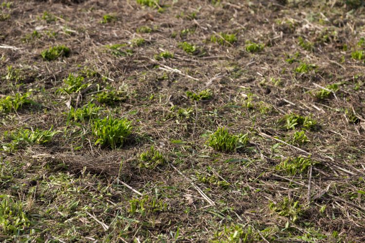 Vasteplantenmulch wordt al jarenlang door Griffioen toegepast in het vasteplantenconcept Greentocolour. Ieder jaar in maart worden de vaste planten in de borders kort afgemaaid, om vervolgens direct als mulch voor diezelfde border te Vasteplantenmulch wordt al jarenlang door Griffioen toegepast in het vasteplantenconcept Greentocolour. Ieder jaar in maart worden de vaste planten in de borders kort afgemaaid, om vervolgens direct als mulch voor diezelfde border te