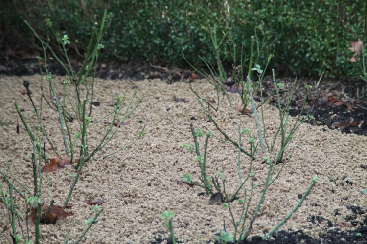 Met vlaspellets creëer je een mooi egaal laagje. Op de foto het product Cosoil van Green Guard. Met vlaspellets creëer je een mooi egaal laagje. Op de foto het product Cosoil van Green Guard.