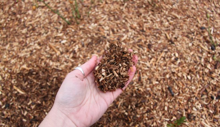 Olifantsgras Olifantsgras