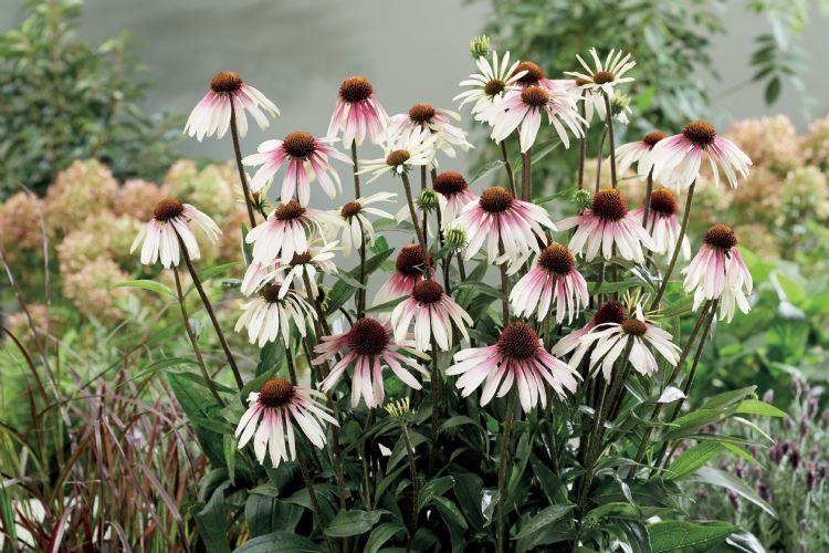 <i>Echinacea</i> 'Pretty Parasols' <i>Echinacea</i> 'Pretty Parasols'
