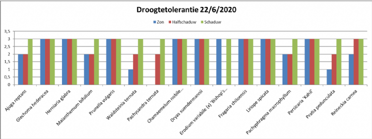Score voor droogtetolerantie (0: zeer slecht -> 3 zeer goed) voor de 16 bodembedekkende vaste planten op 22 juni 2020 Score voor droogtetolerantie (0: zeer slecht -> 3 zeer goed) voor de 16 bodembedekkende vaste planten op 22 juni 2020