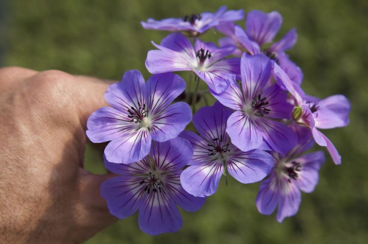Geranium 'Noorthava' HAVANA BLUES Geranium 'Noorthava' HAVANA BLUES