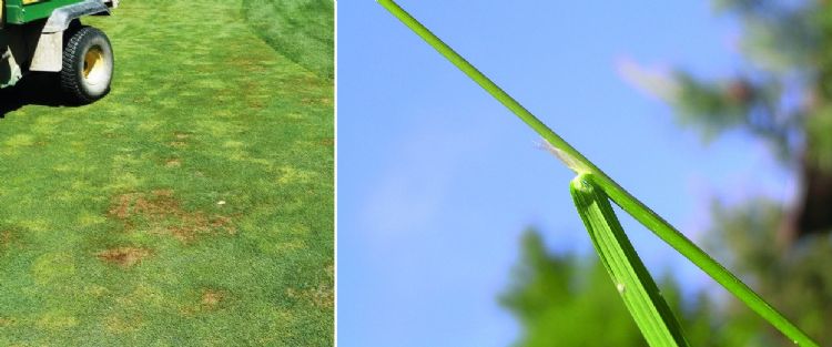 Ruwbeemdgras Ruwbeemdgras