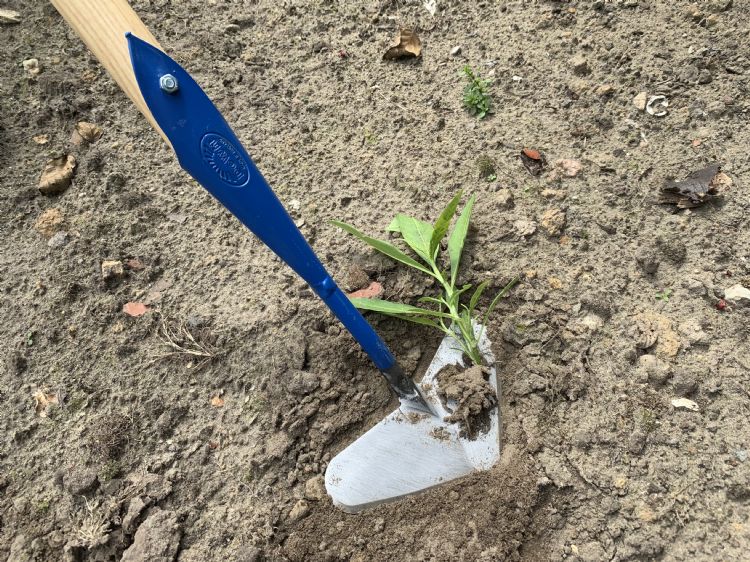 Bij te diep schoffelen verplant je het onkruid in feite, doordat de wortelkluit intact blijft. Bij gunstige weersomstandigheden groeit het onkruid gewoon door. Bij te diep schoffelen verplant je het onkruid in feite, doordat de wortelkluit intact blijft. Bij gunstige weersomstandigheden groeit het onkruid gewoon door.