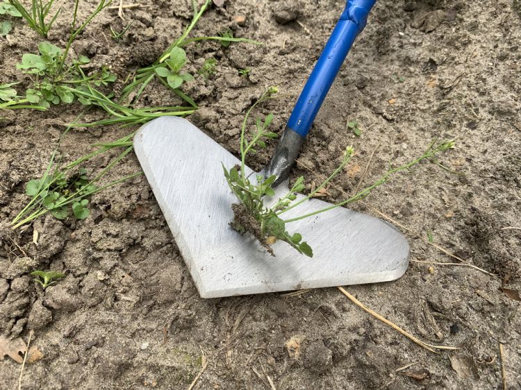 Perfect schoffelwerk: niet te diep, maar ook geen 'afgeschoren' planten Perfect schoffelwerk: niet te diep, maar ook geen 'afgeschoren' planten