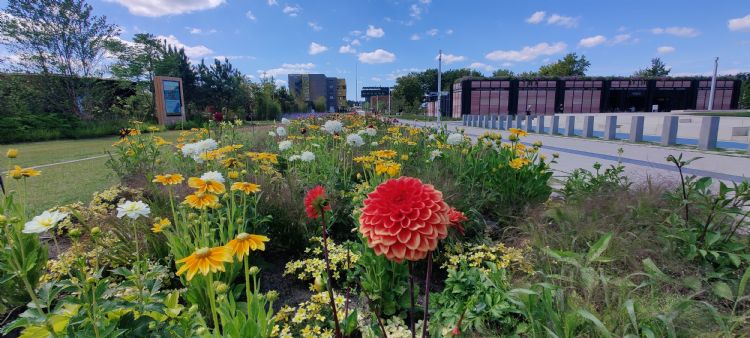 Ook in de zomer bloeien er bloemen op de Floriade. Ook in de zomer bloeien er bloemen op de Floriade.