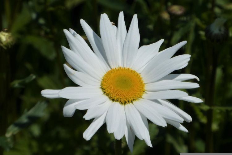 Een gewone margriet uit Nederland, of uit Roemenië? Een gewone margriet uit Nederland, of uit Roemenië?
