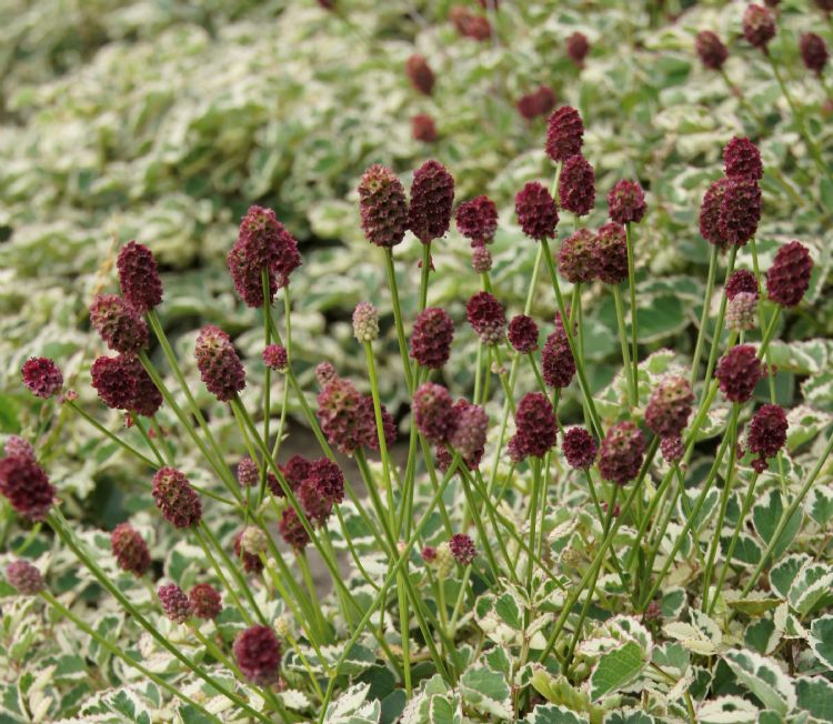 <i>Sanguisorba</i> 'Little Angel'. <i>Sanguisorba</i> 'Little Angel'.