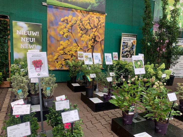 Andere noviteiten zoals drie nieuwe soorten Buddleja. Menkehorst: 'Het zijn nieuwe planten maar ze hebben zich al wel bewezen.'