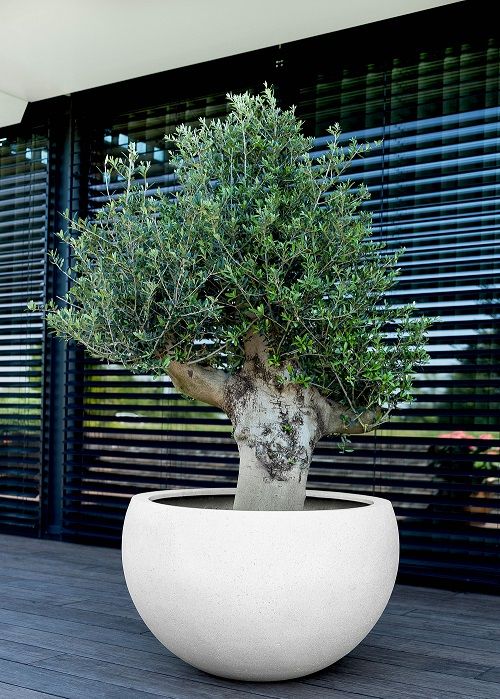 Grigio Elena - Antique White Grigio Elena - Antique White