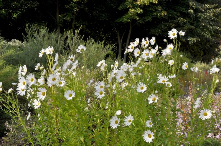 <i>Leucanthemella serotina</i> of herfstmargriet is een opvallend hoge soort . <i>Leucanthemella serotina</i> of herfstmargriet is een opvallend hoge soort .