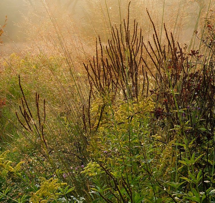 <i>Veronicastrum</i> 'Pink Glow' zorgt in het najaar voor een dramatisch effect. <i>Veronicastrum</i> 'Pink Glow' zorgt in het najaar voor een dramatisch effect.