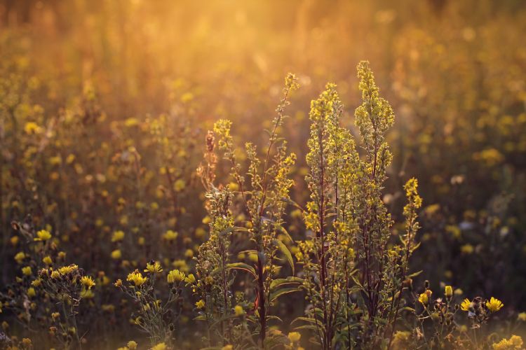 <i>Solidago virgaurea</i> is een niet-woekerende inheemse guldenroede. <i>Solidago virgaurea</i> is een niet-woekerende inheemse guldenroede.