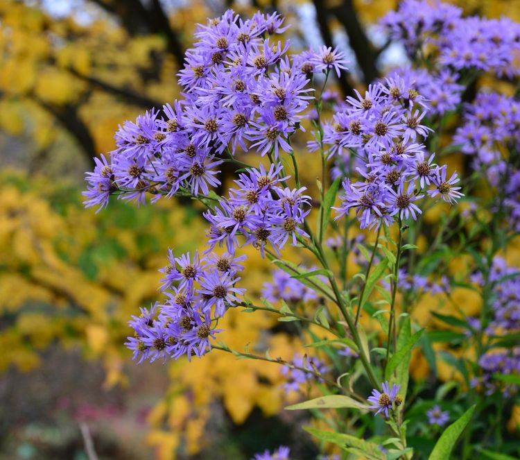 <i>Aster tataricus</i> 'Jindai' is een ideale herfstaster. <i>Aster tataricus</i> 'Jindai' is een ideale herfstaster.