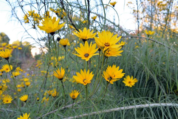 <i>Helianthus salicifolius</i> bloeit laat in het seizoen. <i>Helianthus salicifolius</i> bloeit laat in het seizoen.