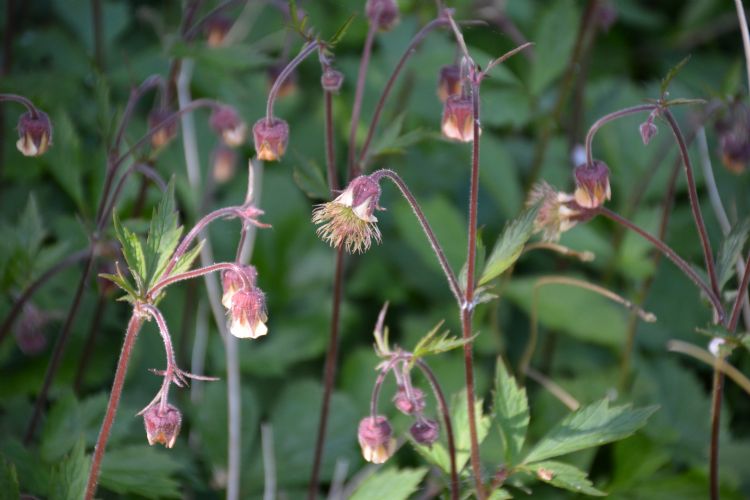 <i>Geum rivale</i>, zaadpluizen. Foto's: Marlien van der Linden <i>Geum rivale</i>, zaadpluizen. Foto's: Marlien van der Linden
