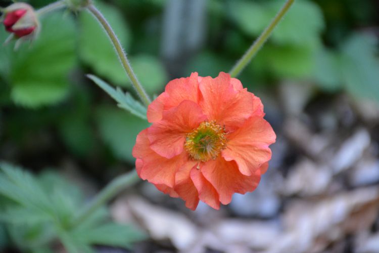 Foto: Marlien van der Linden Foto: Marlien van der Linden