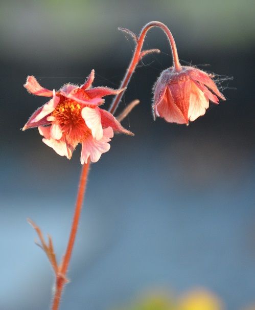 Foto: Marlien van der Linden Foto: Marlien van der Linden