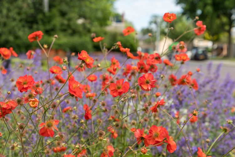 In november 2021 werd <i>Geum</i> 'Scarlet Tempest' toegepast in Veghel bij kruispunt De Langedonk. In november 2021 werd <i>Geum</i> 'Scarlet Tempest' toegepast in Veghel bij kruispunt De Langedonk.