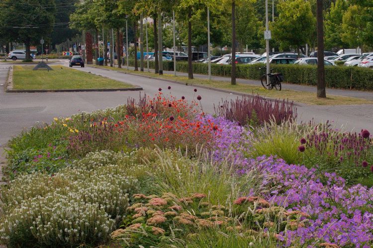 Aanplant in Den Haag in december 2021: <i>Geum</i> 'Scarlet Tempest' in plantvakken, Zuiderpark, Melis Stokelaan Aanplant in Den Haag in december 2021: <i>Geum</i> 'Scarlet Tempest' in plantvakken, Zuiderpark, Melis Stokelaan