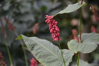 Het blad zit om de stengel heen. Het blad zit om de stengel heen.