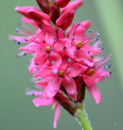 Detail bloem - kunstwerkjes! Detail bloem - kunstwerkjes!