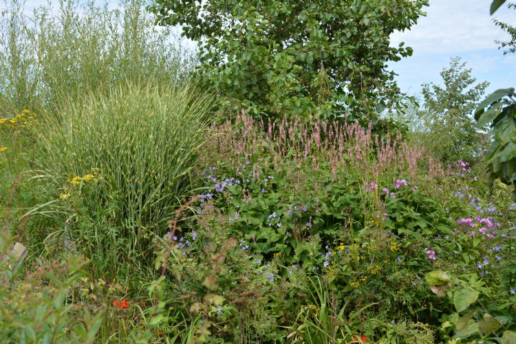 Appeltern, Wilde Weelde-inzending Appeltern, Wilde Weelde-inzending