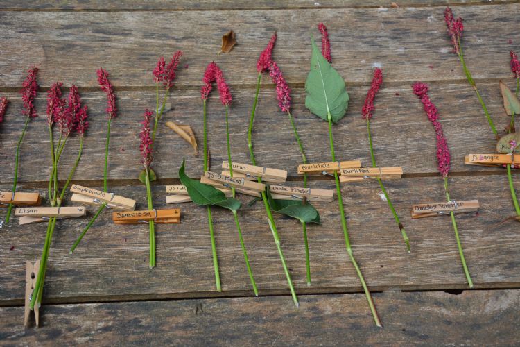 Grote verscheidenheid aan rood bloeiende cultivars Grote verscheidenheid aan rood bloeiende cultivars