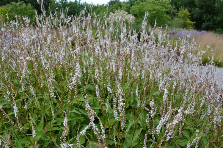 <i>Persicaria amplexicaulis</i> 'Alba' <i>Persicaria amplexicaulis</i> 'Alba'