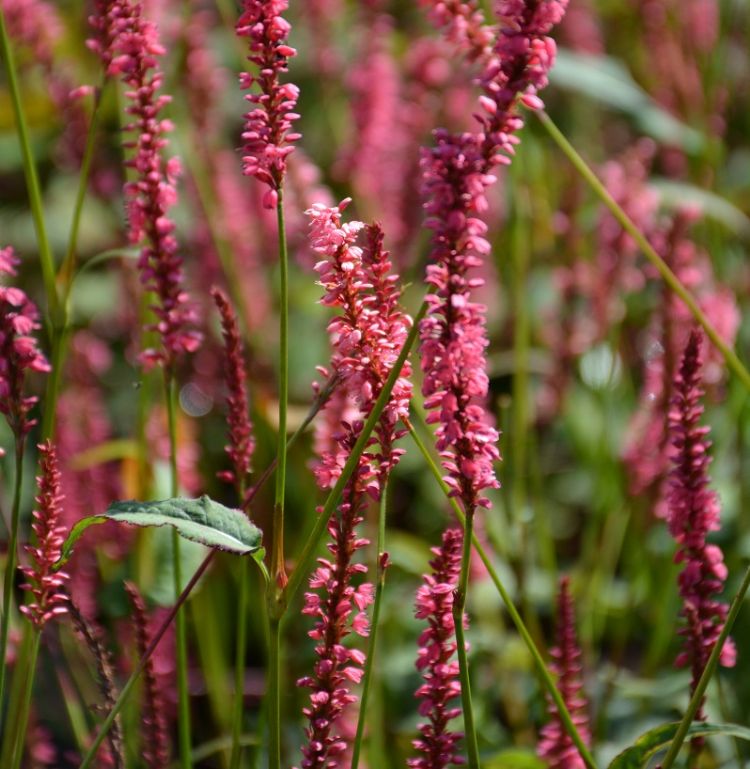 <i>Persicaria amplexicaulis</i> 'Amethyst Summer' <i>Persicaria amplexicaulis</i> 'Amethyst Summer'