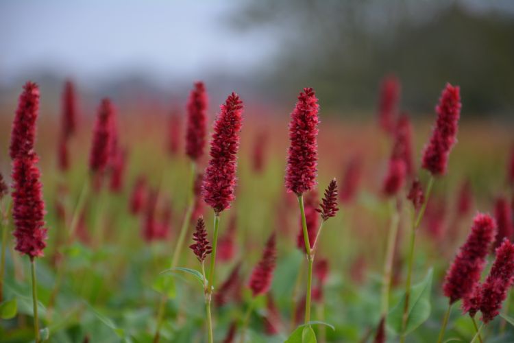 <i>Persicaria amplexicaulis</i> 'Blackfield' <i>Persicaria amplexicaulis</i> 'Blackfield'
