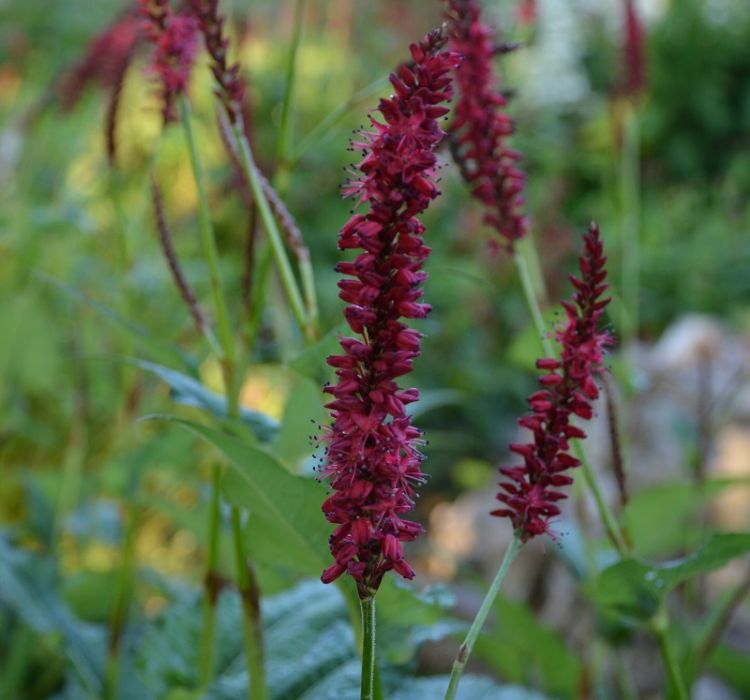 <i>Persicaria amplexicaulis</i> 'Bokrafire' ® BONFIRE <i>Persicaria amplexicaulis</i> 'Bokrafire' ® BONFIRE
