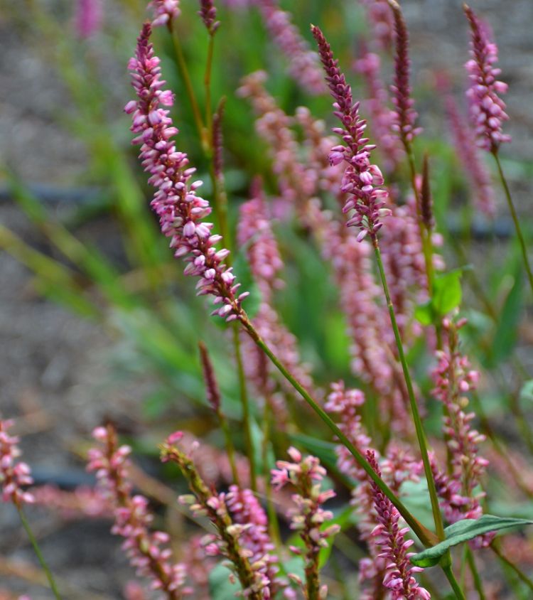 <i>Persicaria amplexicaulis</i> 'Early Pink Lady' <i>Persicaria amplexicaulis</i> 'Early Pink Lady'