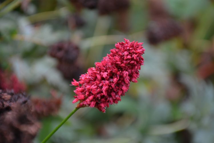 <i>Persicaria amplexicaulis</i> 'Fat Domino' <i>Persicaria amplexicaulis</i> 'Fat Domino'