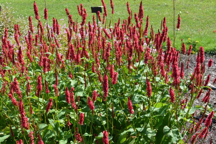 <i>Persicaria amplexicaulis</i> 'JS Calor' <i>Persicaria amplexicaulis</i> 'JS Calor'